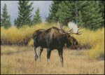 (image for) Moose Alley